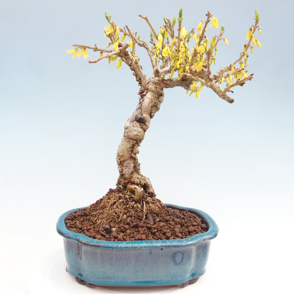 Bonsaï d'extérieur - Zlatice - Forsythia koreana