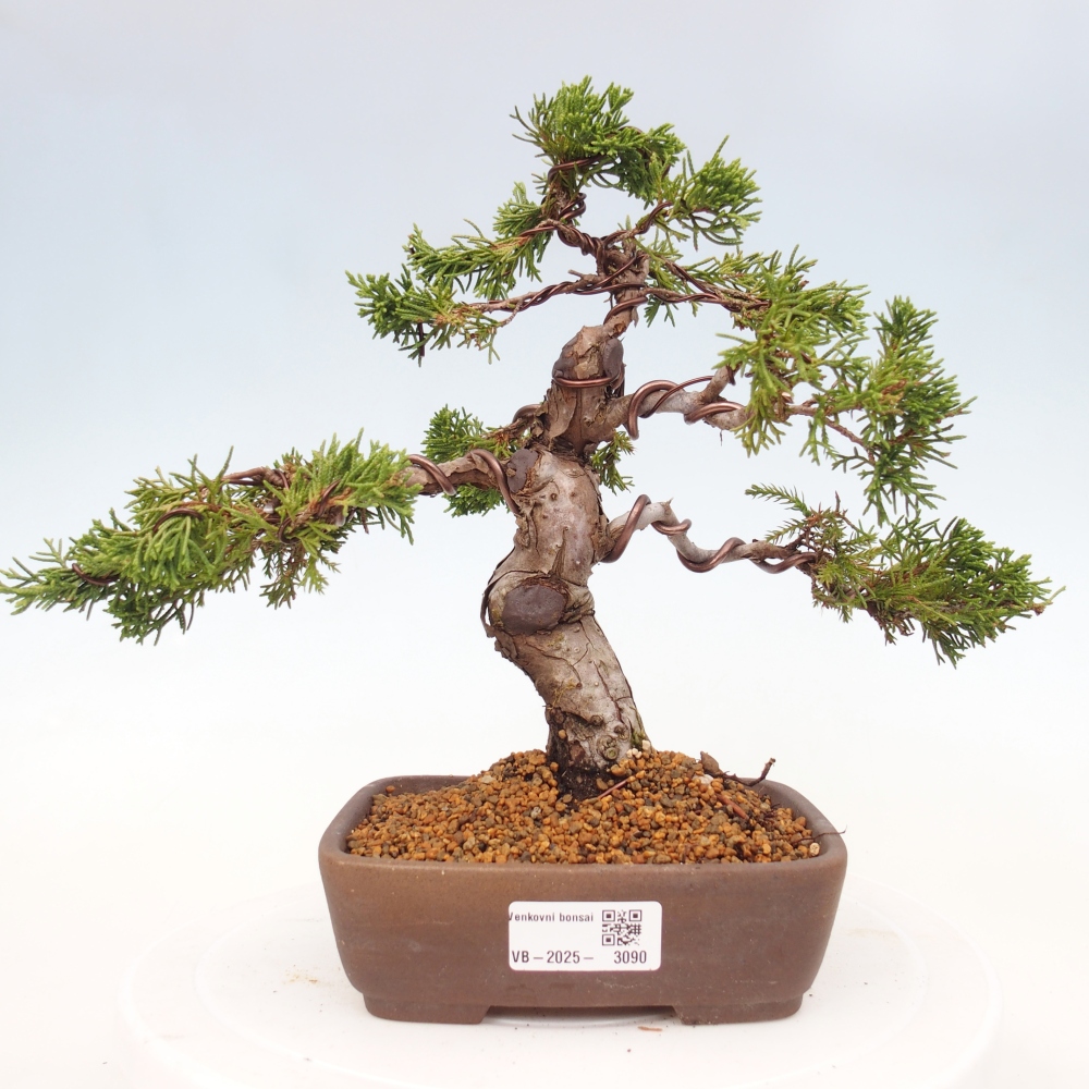 Bonsaï d'extérieur - Juniperus chinensis Itoigawa