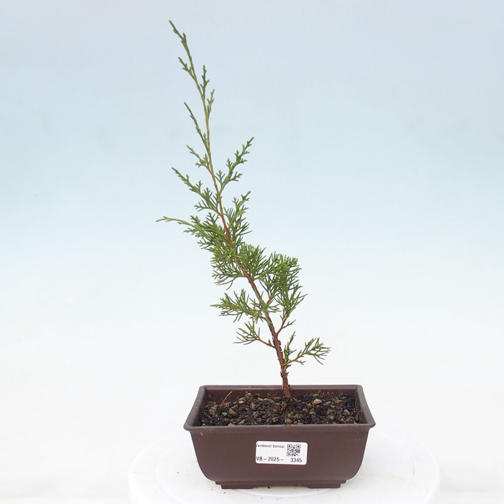 Bonsaï d'extérieur - Juniperus chinensis Itoigawa