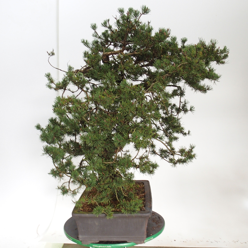 Yamadori - Pinus sylvestris Espagne