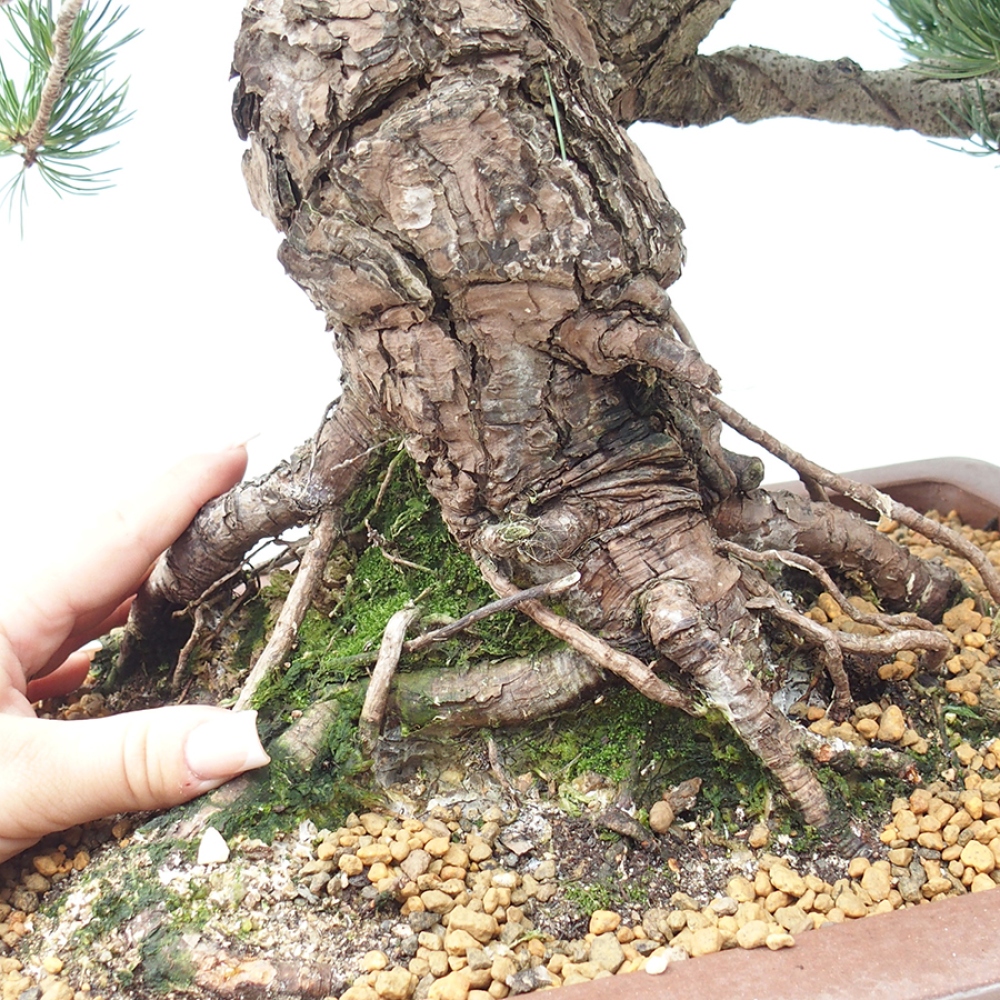 Bonsaï d'extérieur - Pinus parviflora - Pinus parviflora