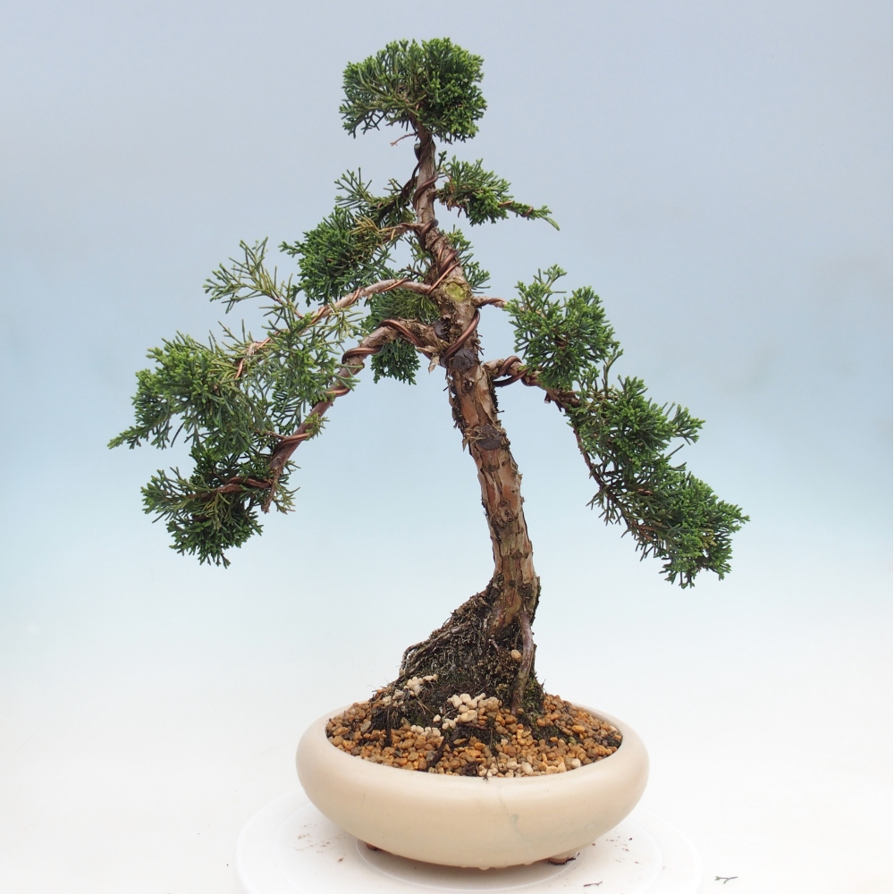Bonsaï d'extérieur - Juniperus chinensis Kishu