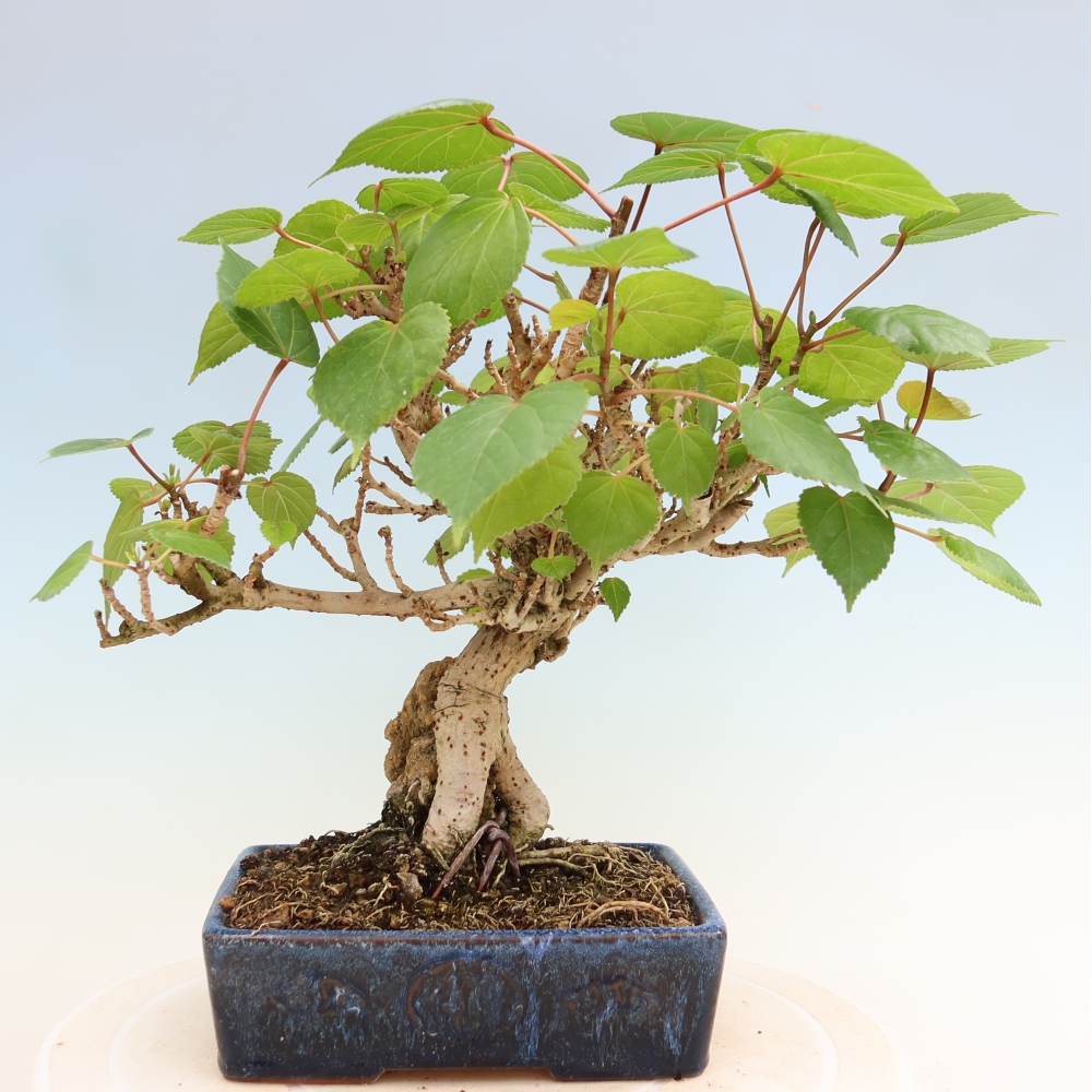 Bonsaï d'intérieur - Hibiscus tiliaceus - Hibiscus de mer