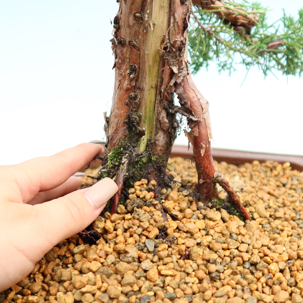 Bonsaï d'extérieur - Juniperus chinensis Kishu