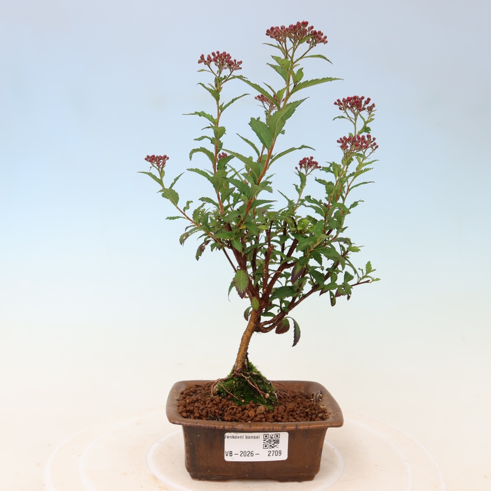 Bonsaï d'extérieur - spirée du Japon - Spirea japonica Anthony Waterer