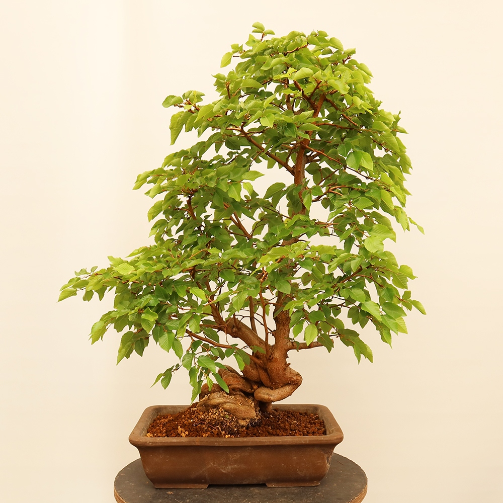 Bonsaï d'extérieur -Carpinus Coreana - Charme de Corée