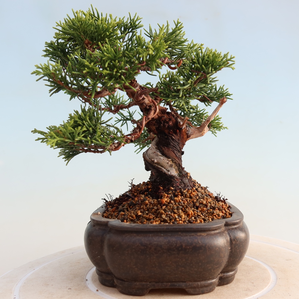 Bonsaï d'extérieur - Juniperus chinensis Itoigawa