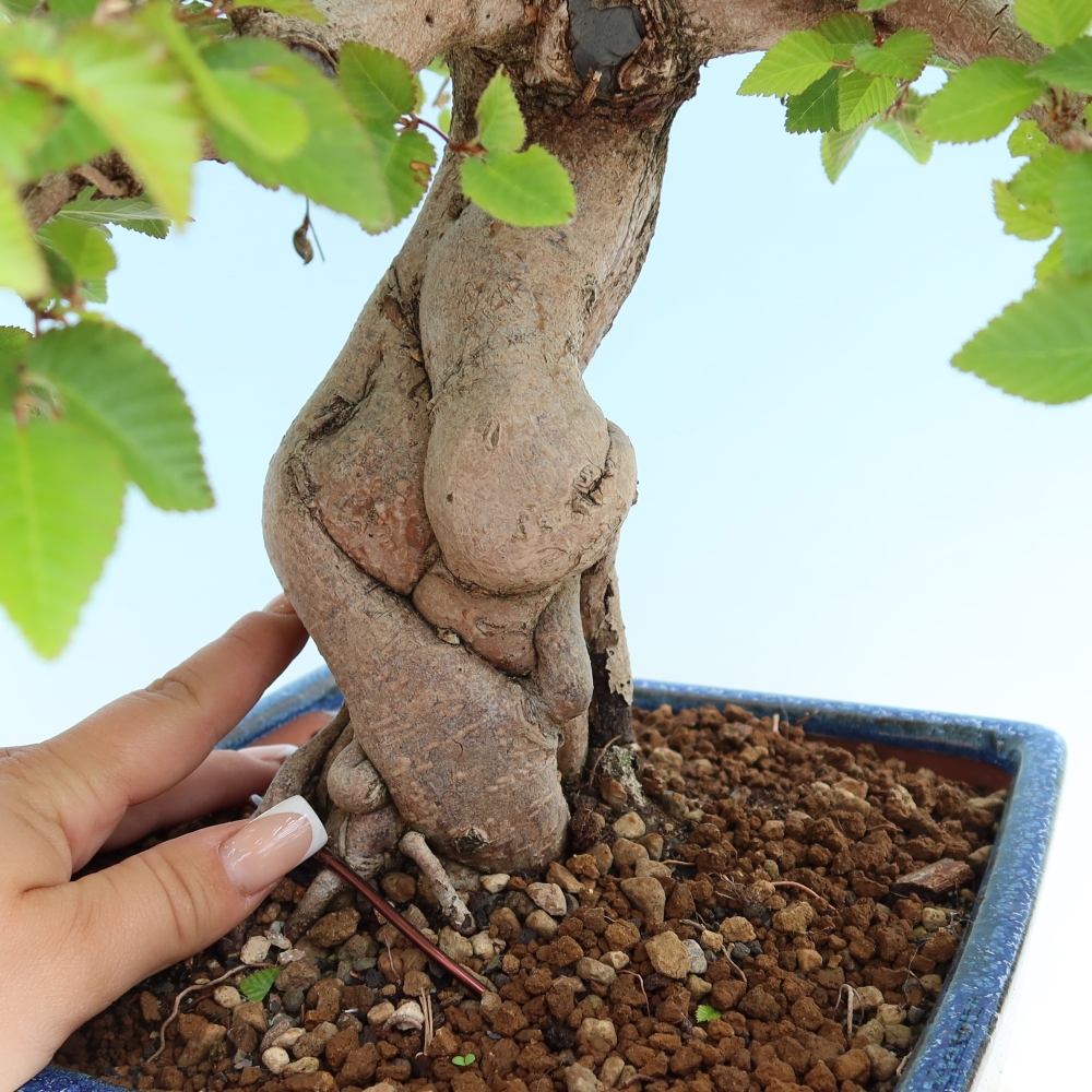 Bonsaï d'extérieur -Carpinus Coreana - Charme de Corée