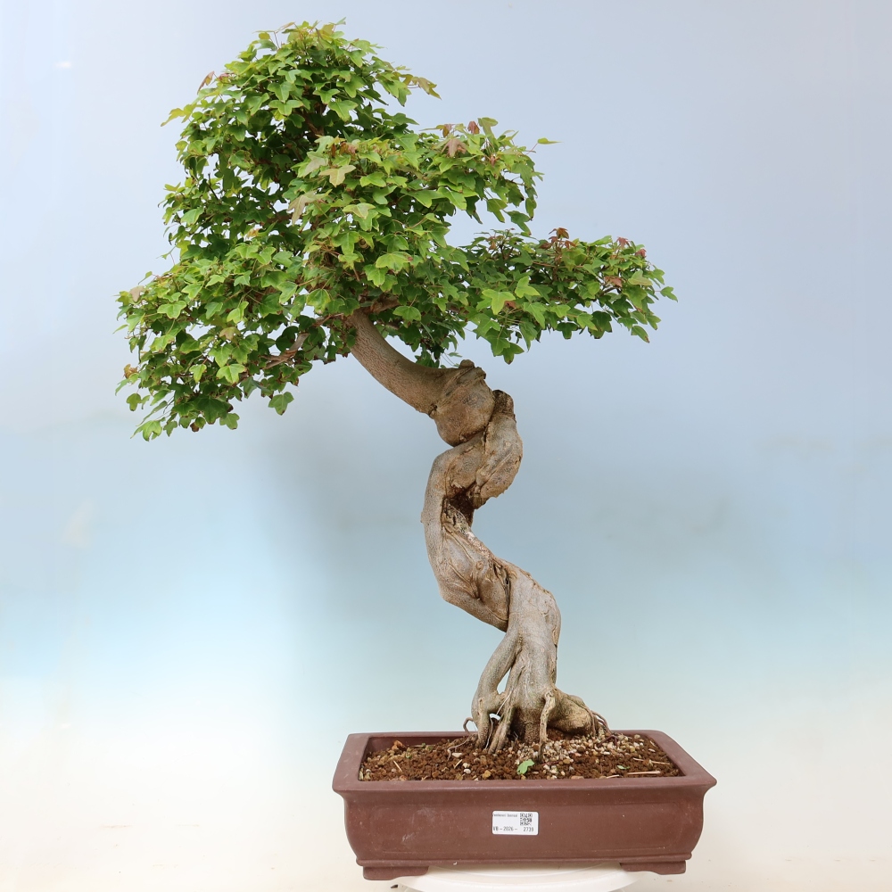 Bonsaï d'extérieur - Acer Buergerianum - Burger Maple