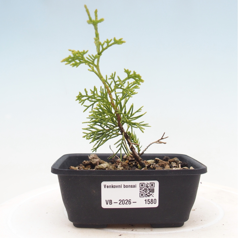 Bonsaï d'extérieur - Juniperus chinensis Itoigawa