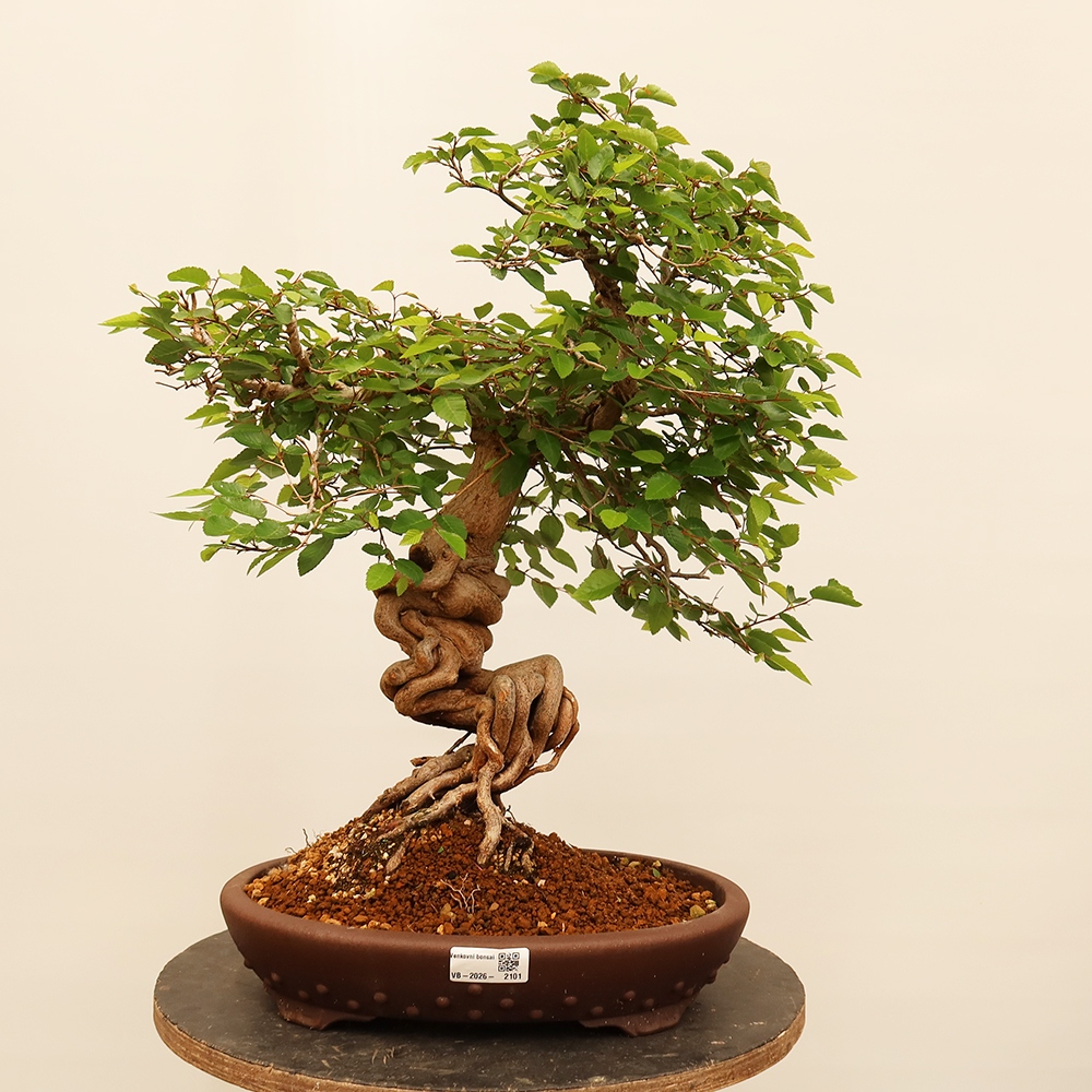 Bonsaï d'extérieur -Carpinus Coreana - Charme de Corée