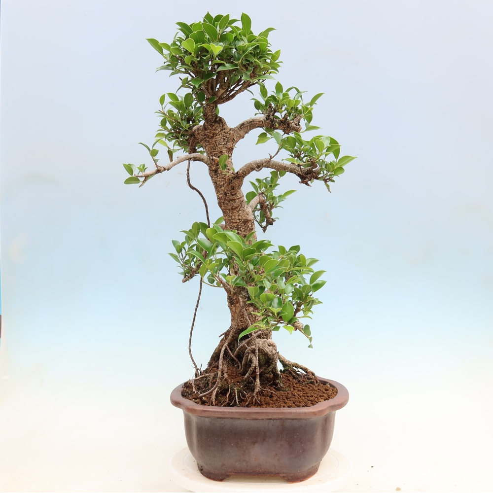 Salle bonsaï - Ficus kimmen - ficus à petites feuilles