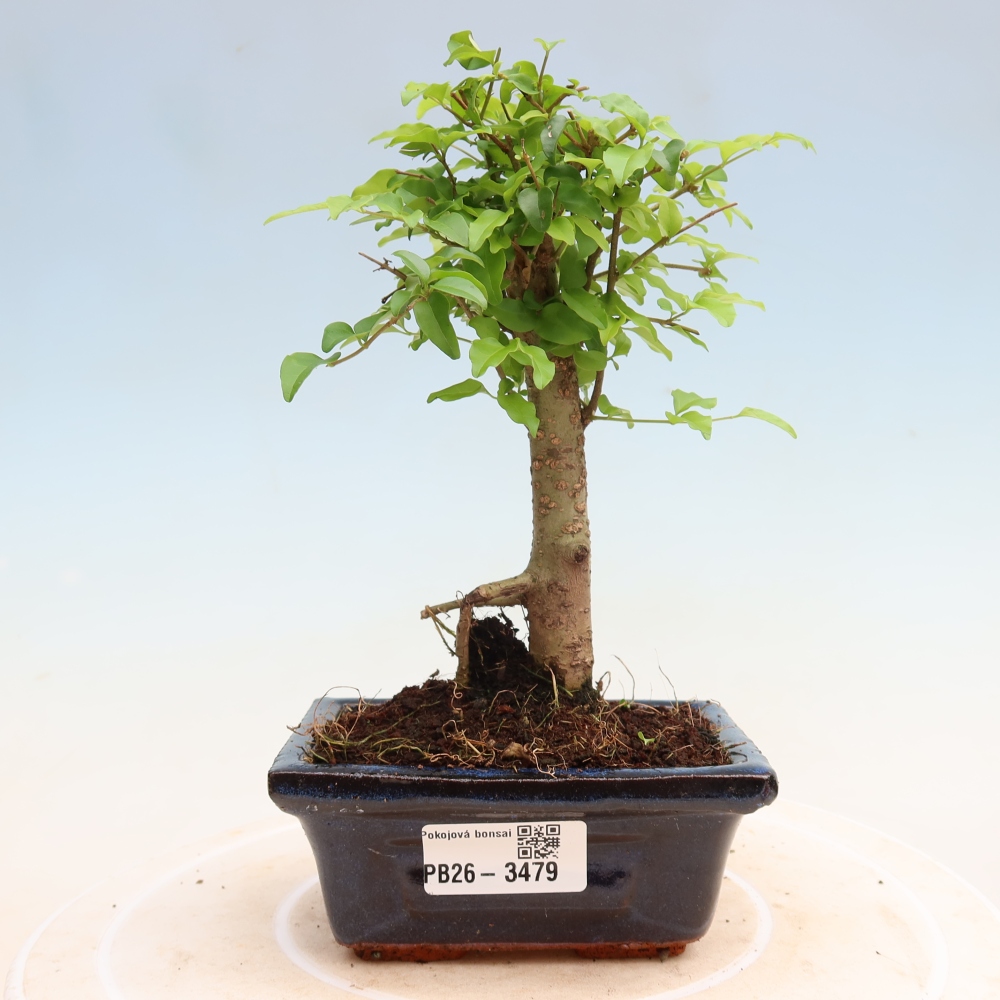 Bonsaï de chambre -Ligustrum chinensis - Bec d'oiseau