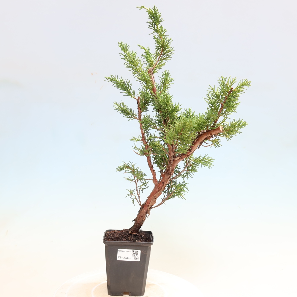 Bonsaï d'extérieur - Juniperus chinensis Kishu