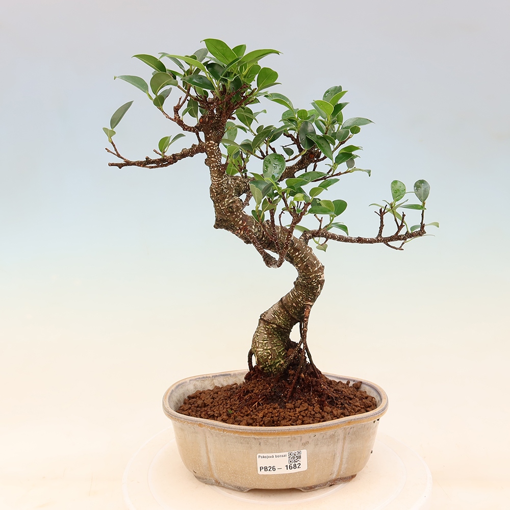 Salle bonsaï - Ficus retusa - ficus à petites feuilles