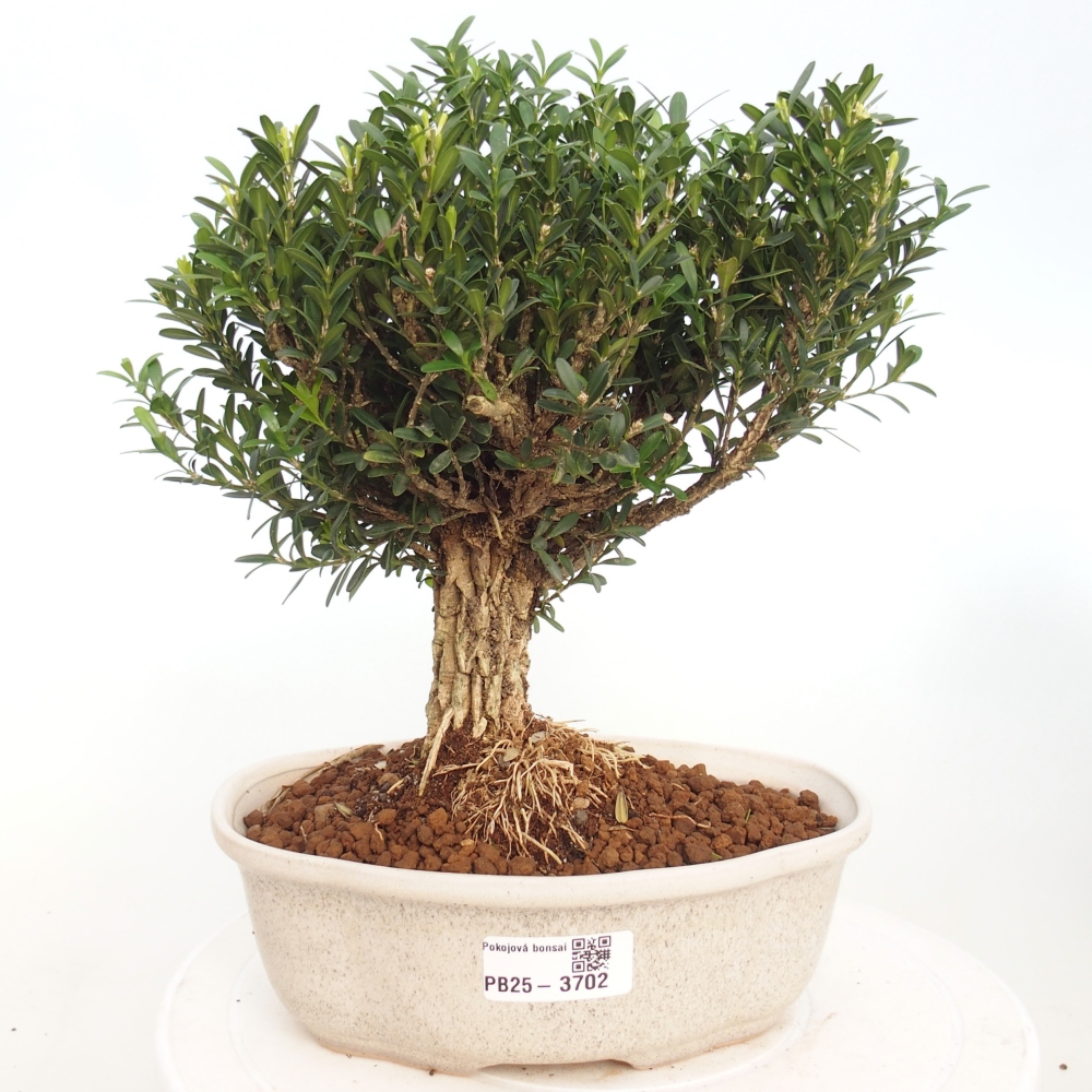 Bonsaï de chambre - Buxus harlandii - buxus liège
