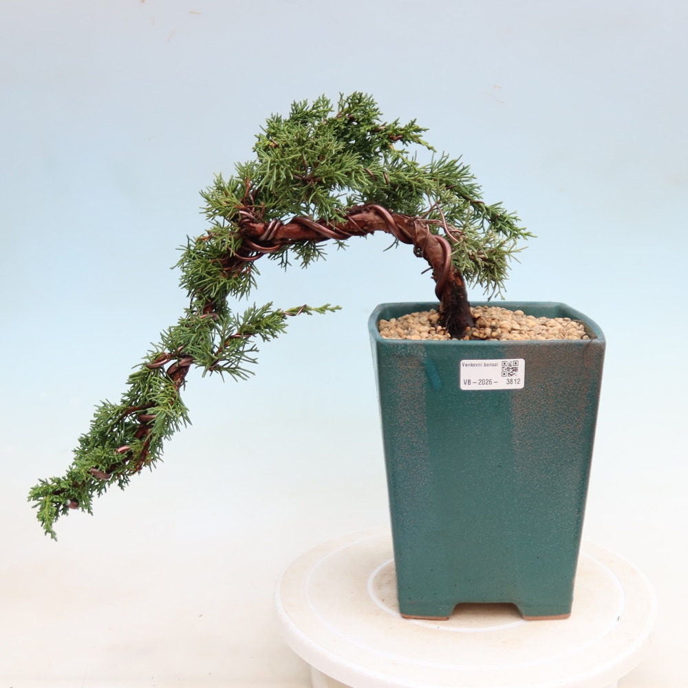 Bonsaï d'extérieur - Juniperus chinensis Kishu