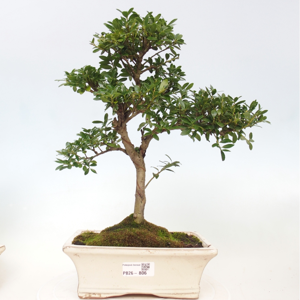 Bonsaï de chambre - Ilex crenata - Houx