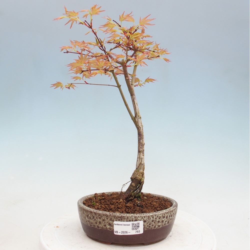 Érable de Norvège - Acer palmatum Beni Tsukasa
