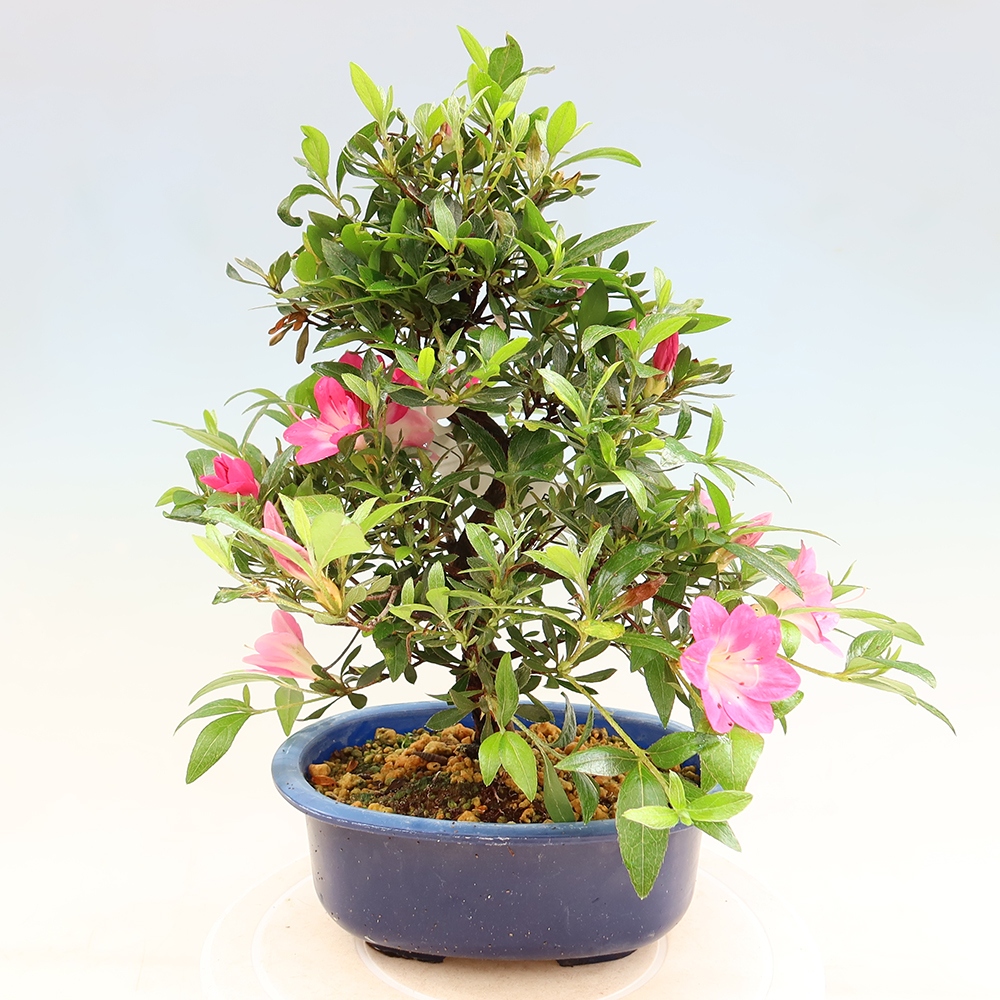 Bonsaï d'extérieur - Azalée japonaise - Azalea Reiko