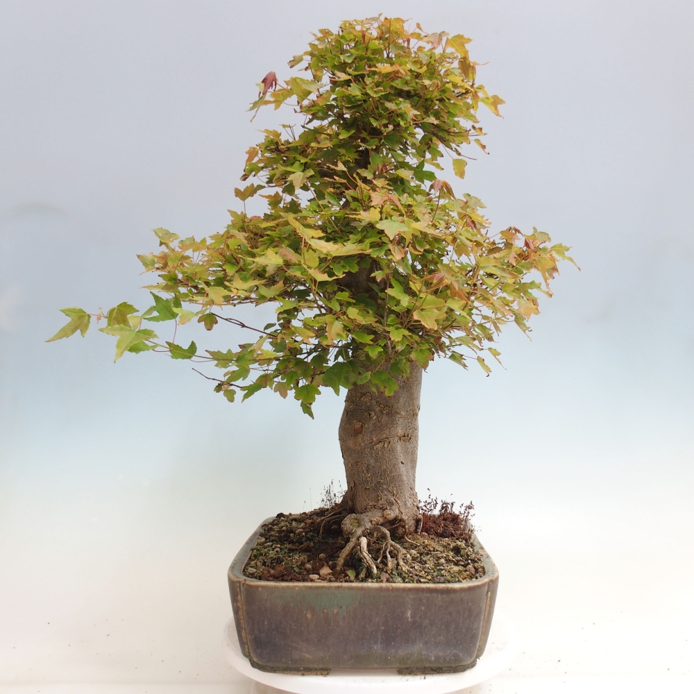 Bonsaï d'extérieur - Acer Buergerianum - Burger Maple