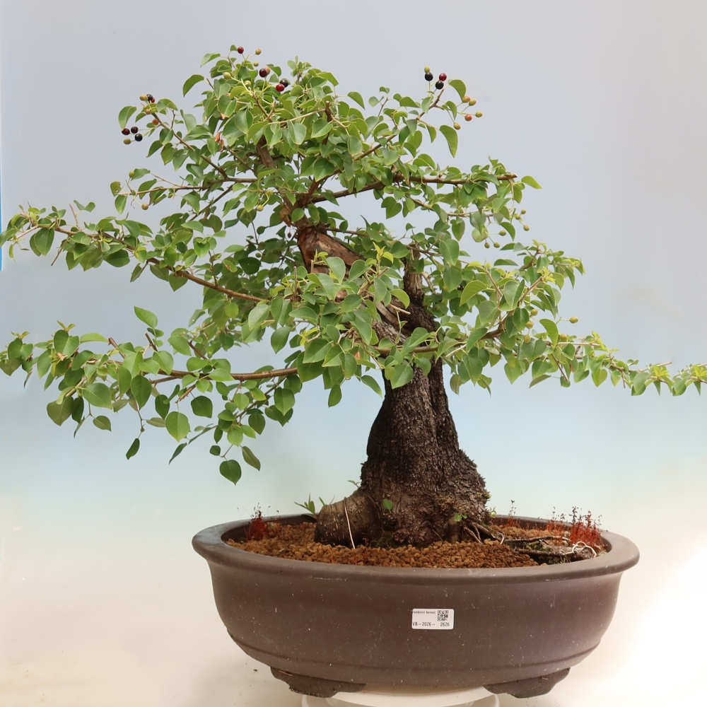 Bonsaï d'extérieur - Mahalebka - Prunus mahaleb