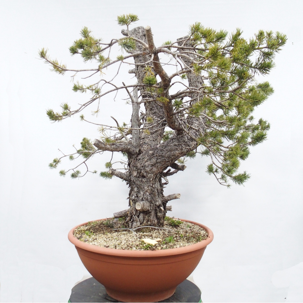 Yamadori - Pinus sylvestris Espagne