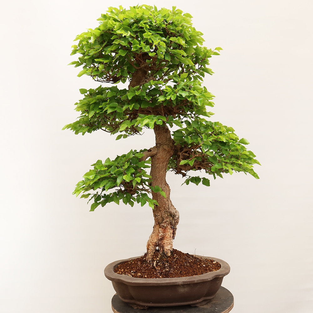 Bonsaï d'extérieur -Carpinus Coreana - Charme de Corée