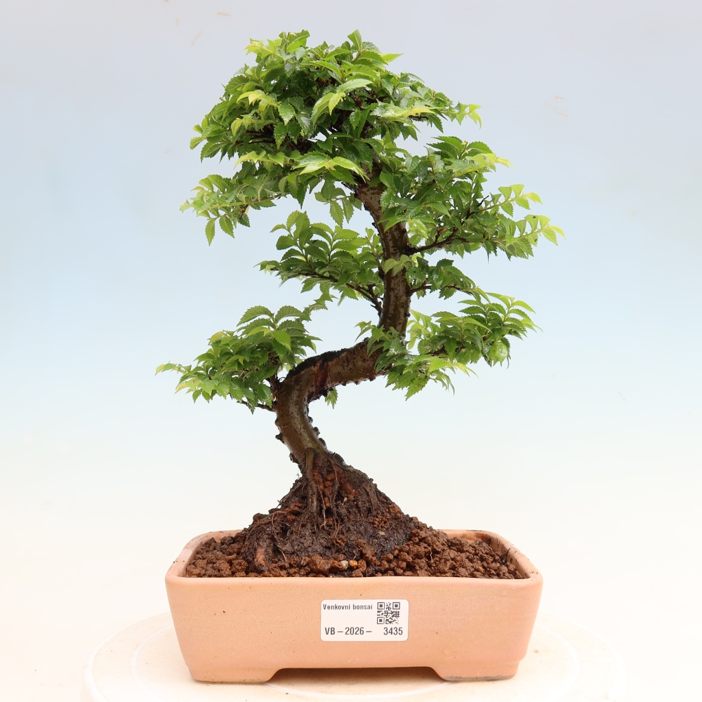 Bonsaï d'extérieur - Ulmus Jacqueline Hillier - Orme magnifique