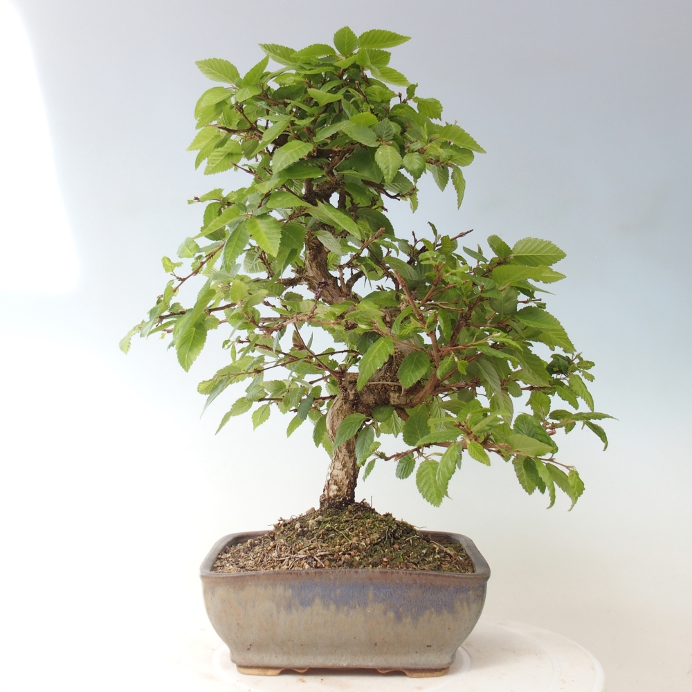Bonsaï d'extérieur -Carpinus CARPINOIDES - Charme de Corée