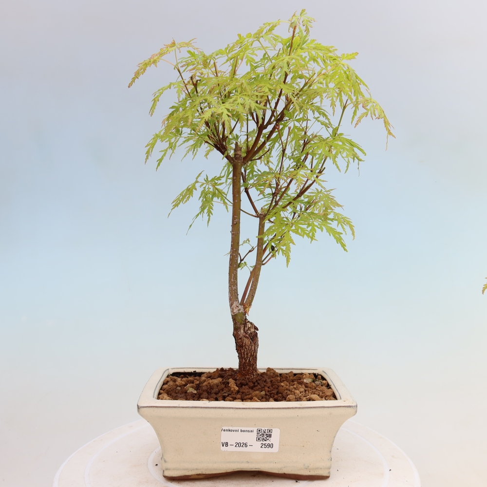 Bonsaï d'extérieur - Acer palmatum Dissectum
