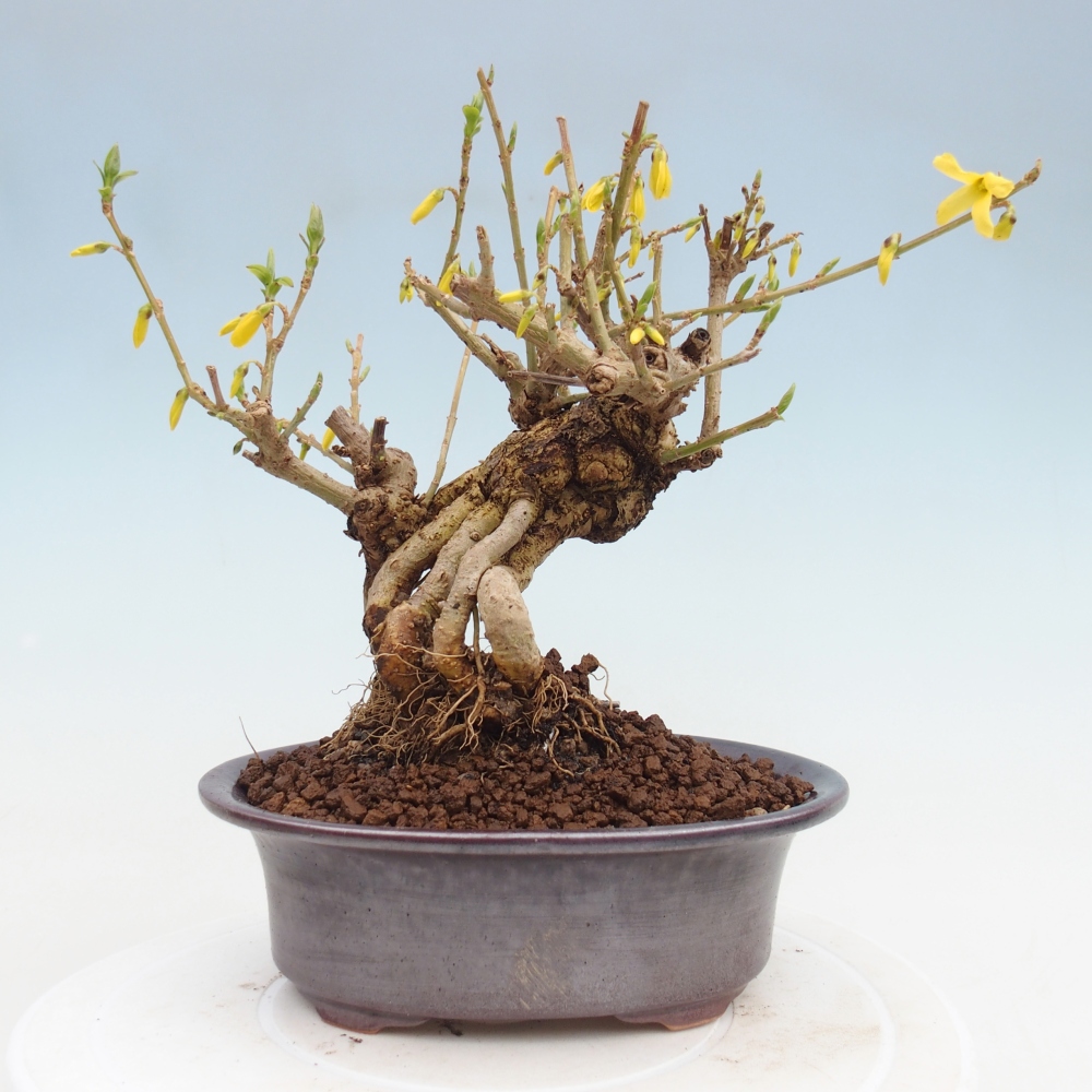 Bonsaï d'extérieur - Zlatice - Forsythia koreana