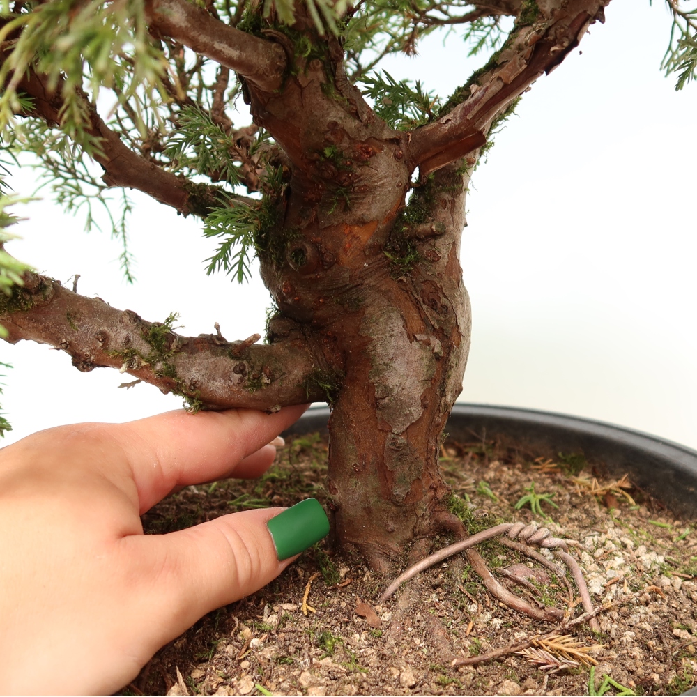 Bonsaï d'extérieur - Juniperus chinensis Itoigawa-Juniperus chinensis