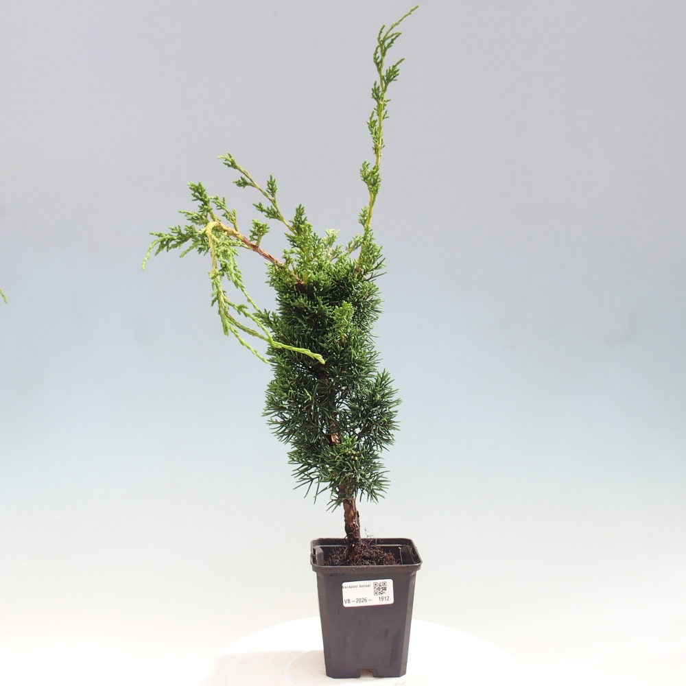 Bonsaï d'extérieur - Juniperus chinensis Kishu
