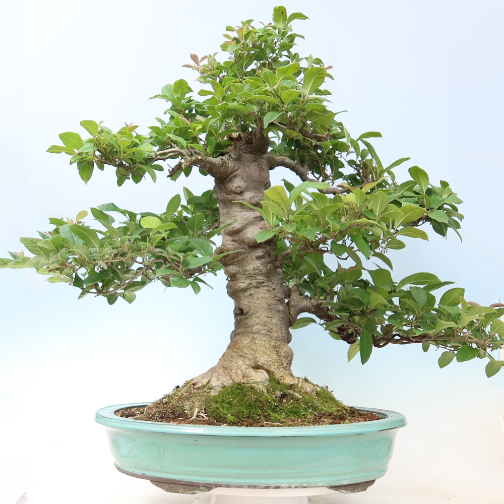 Bonsaï d'extérieur - Ilex serrata - houx dentelé