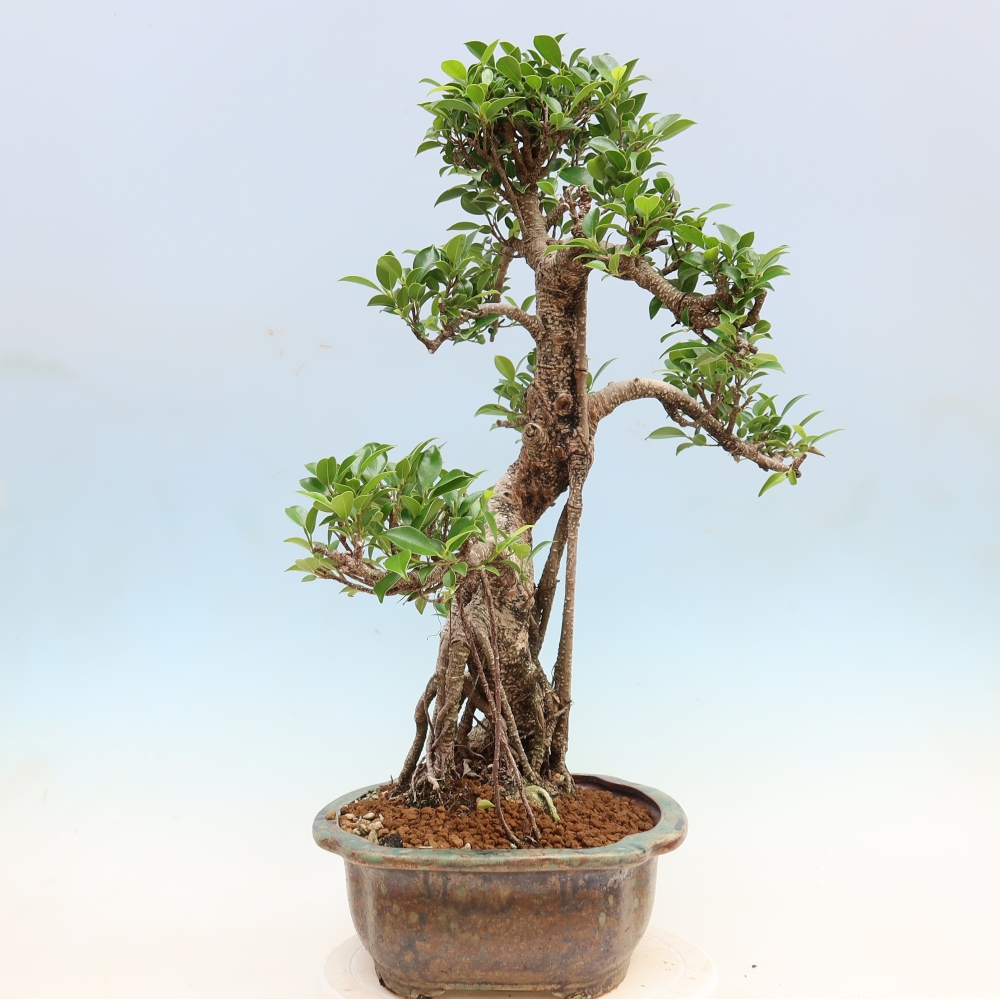 Salle bonsaï - Ficus kimmen - ficus à petites feuilles