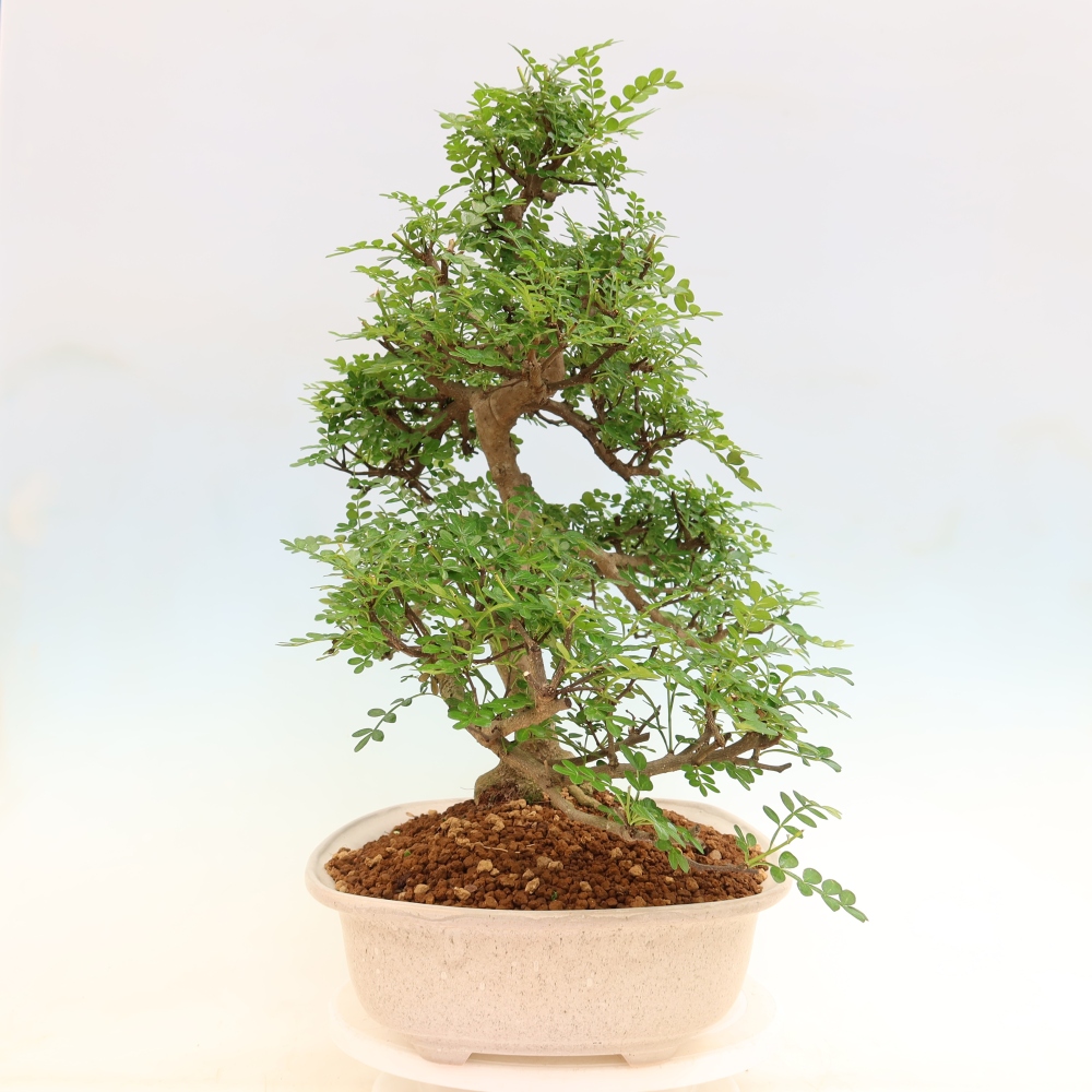 Salle bonsaï - Zantoxylum piperitum - arbre à poivre