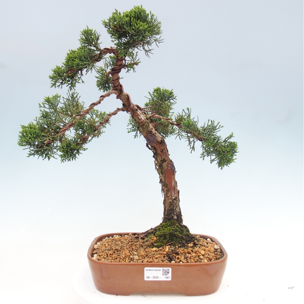 Bonsaï d'extérieur - Juniperus chinensis Kishu