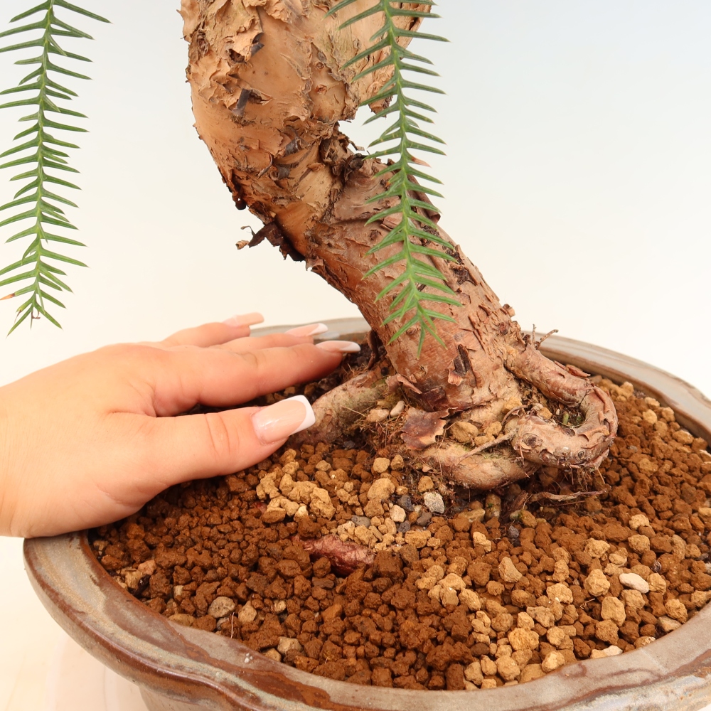 Bonsaï de chambre - Araucaria - épicéa de chambre