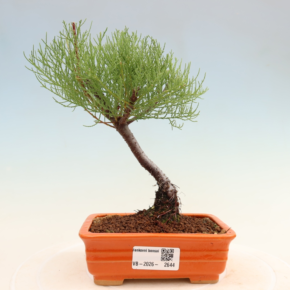 Bonsaïs d'extérieur - Tamaris - Tamarix