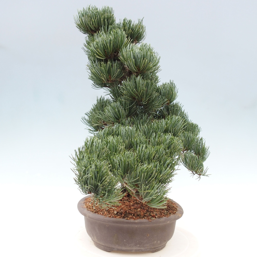 Bonsaï d'extérieur - Pinus parviflora - Pinus parviflora