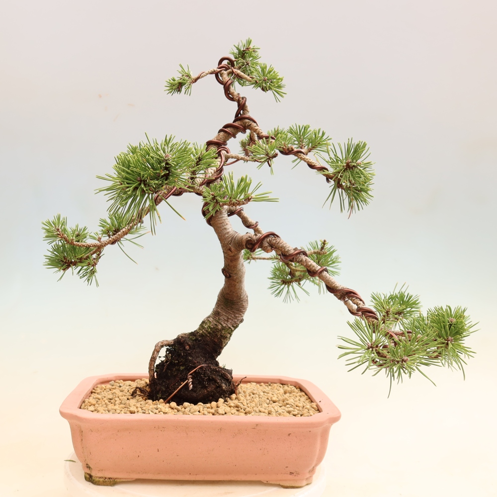 Bonsaï d'extérieur - Pinus mugo Humpy  - Pin nain