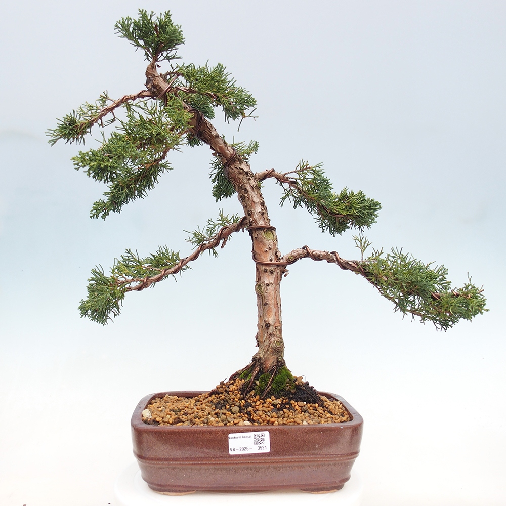 Bonsaï d'extérieur - Juniperus chinensis Kishu