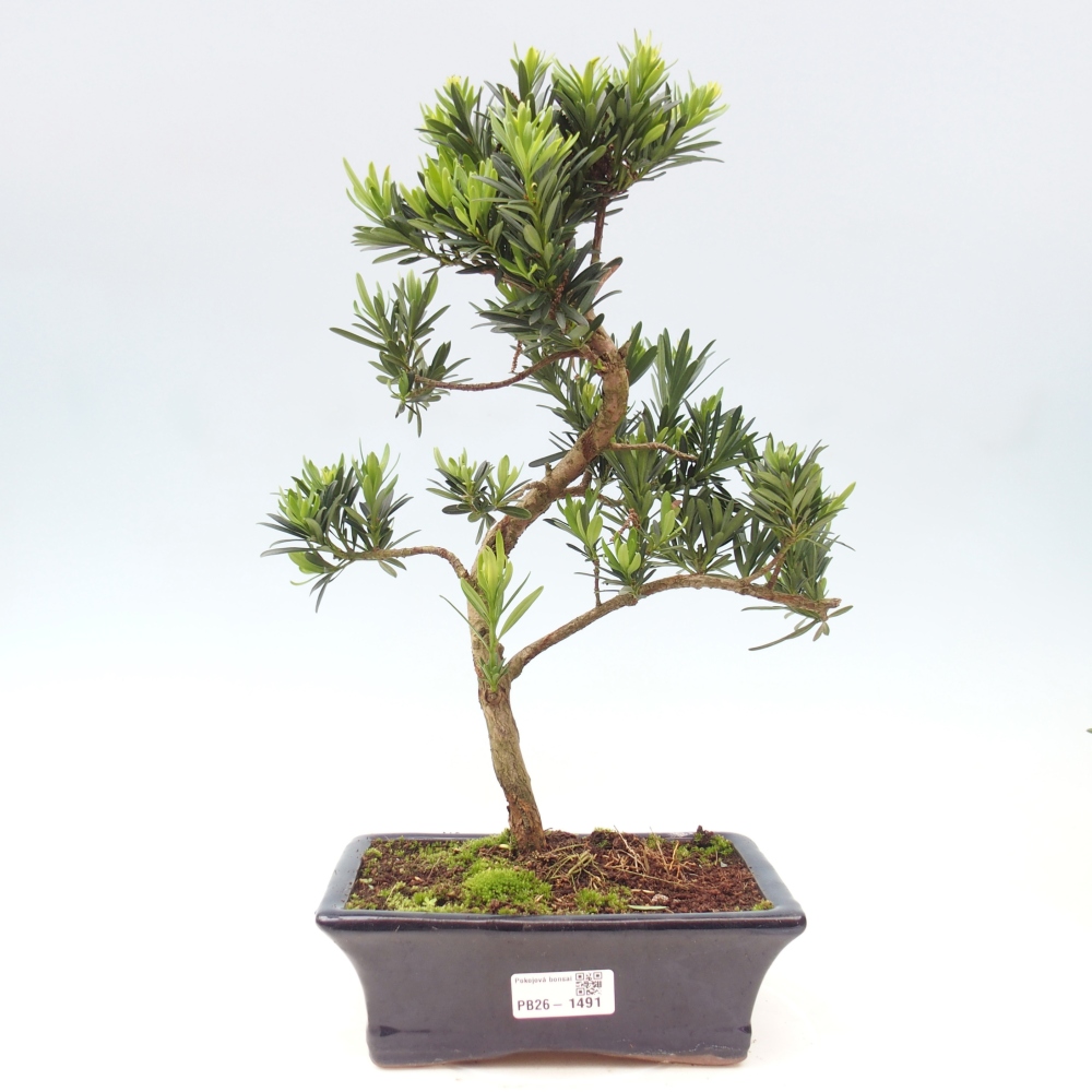 Salle bonsaï - Podocarpus - If en pierre