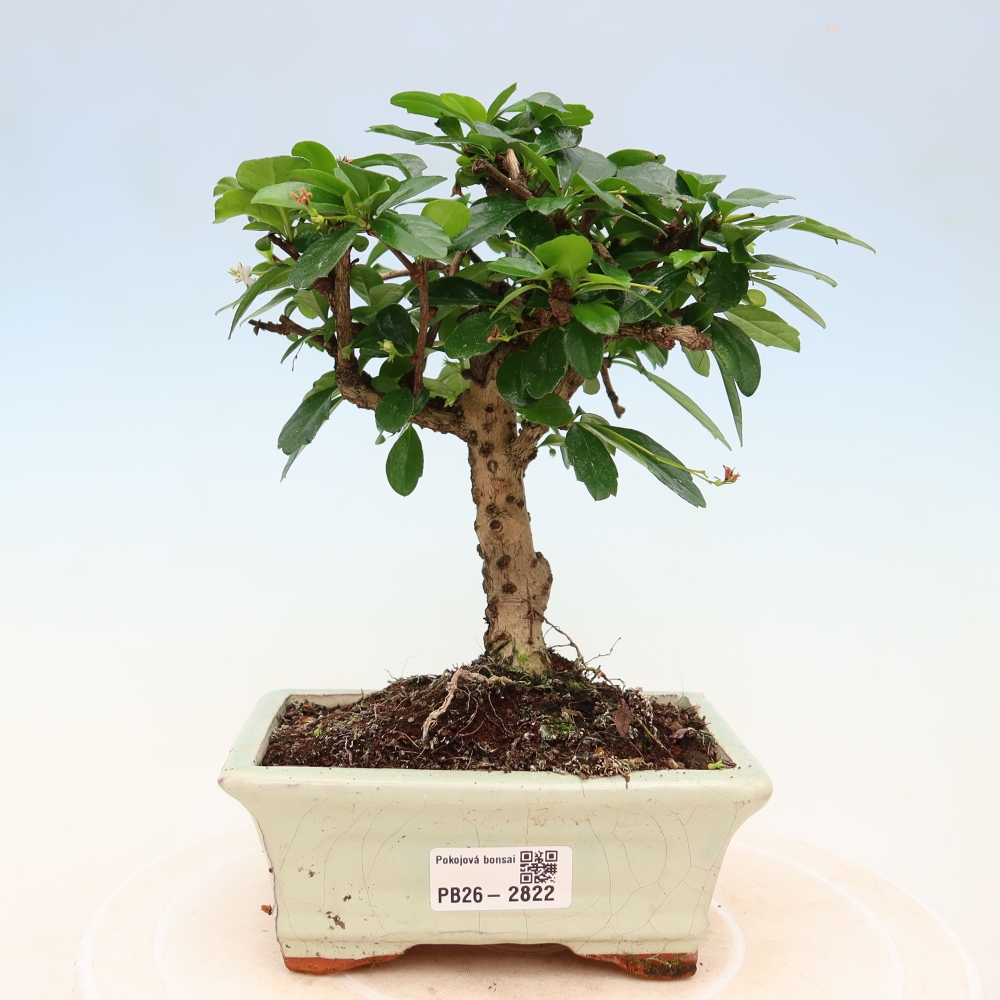 Bonsaï de chambre - Carmona macrophylla - Tea fuki