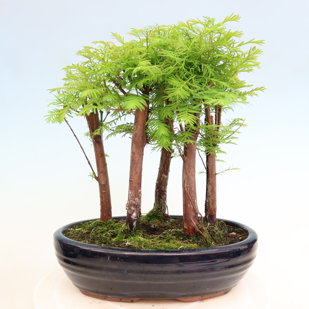 Bonsaï d'extérieur - Metasequoia glyptostroboides - Métaséquoia de Chine - petit bosquet