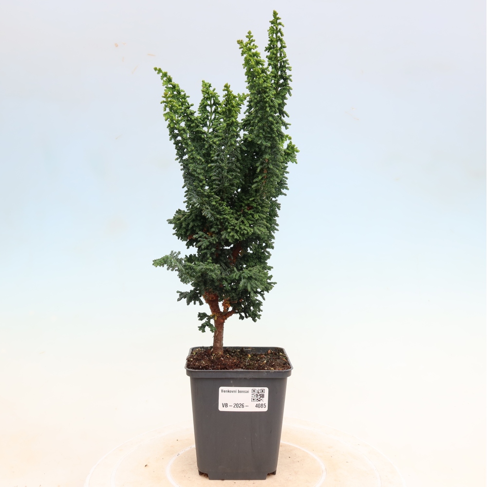 Bonsaï d'extérieur - Cham. obtusa SEKKA HINOKI - Cyprès