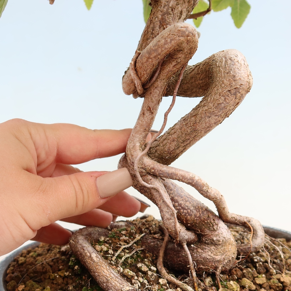 Bonsaï d'extérieur -Carpinus CARPINOIDES - Charme de Corée