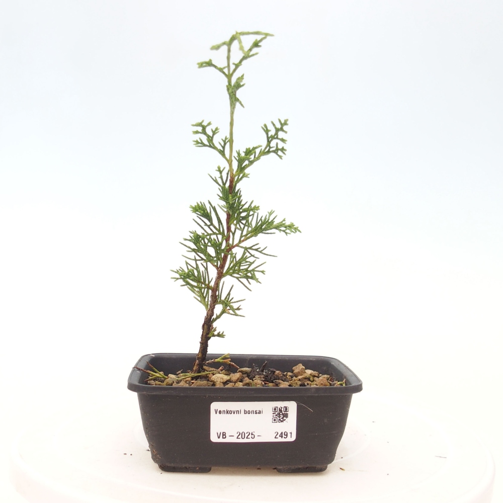 Bonsaï d'extérieur - Juniperus chinensis Itoigawa