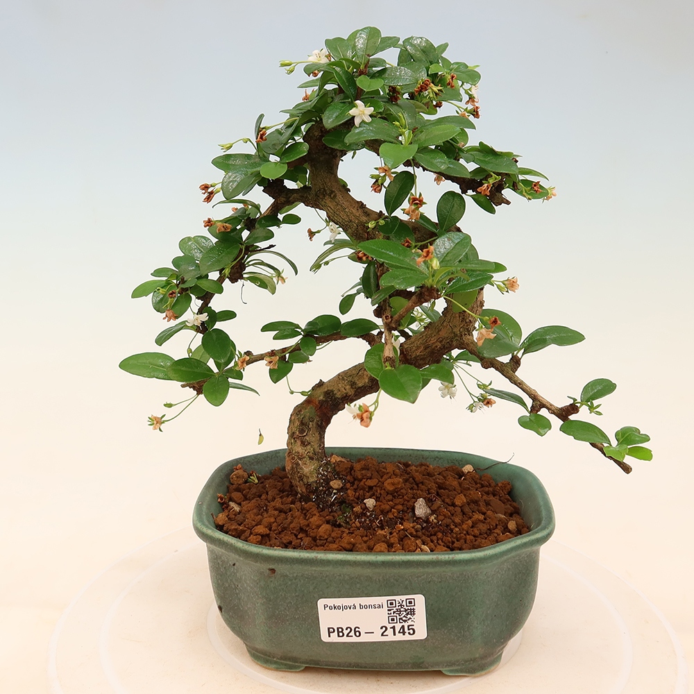Bonsaï de chambre - Carmona macrophylla - Tea fuki